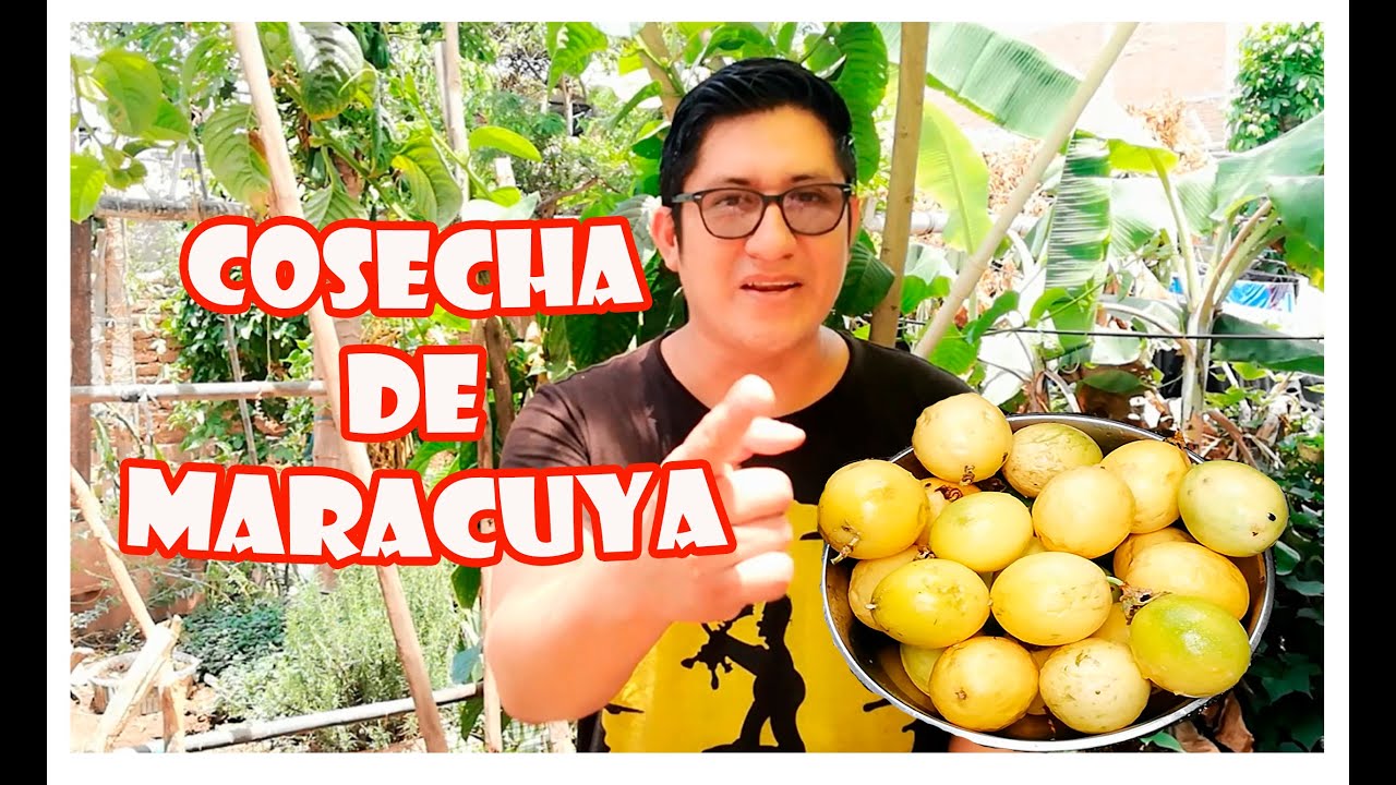 Cosecha de maracuya