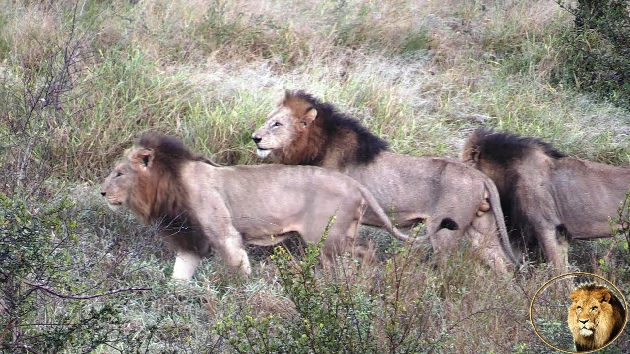 Latest Sighting - Casper The White Lion And Brothers In The Wild