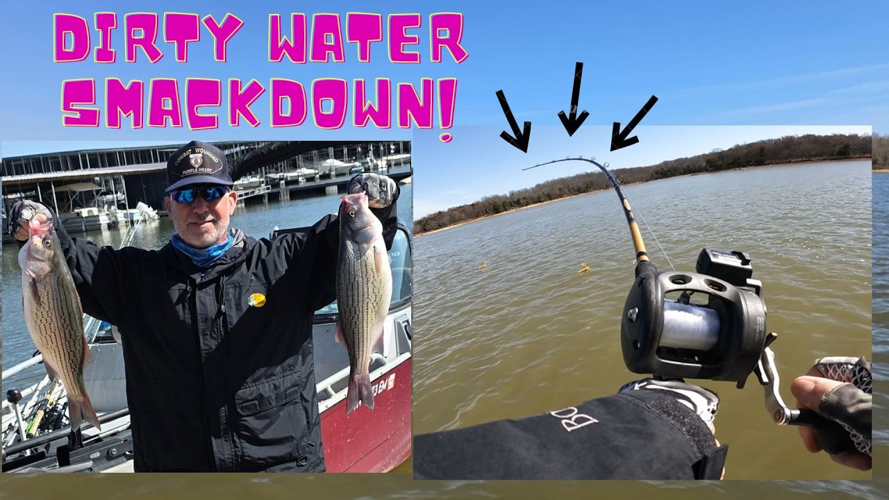 Hybrids, White and Striped bass, Percy Priest Lake Nashville
