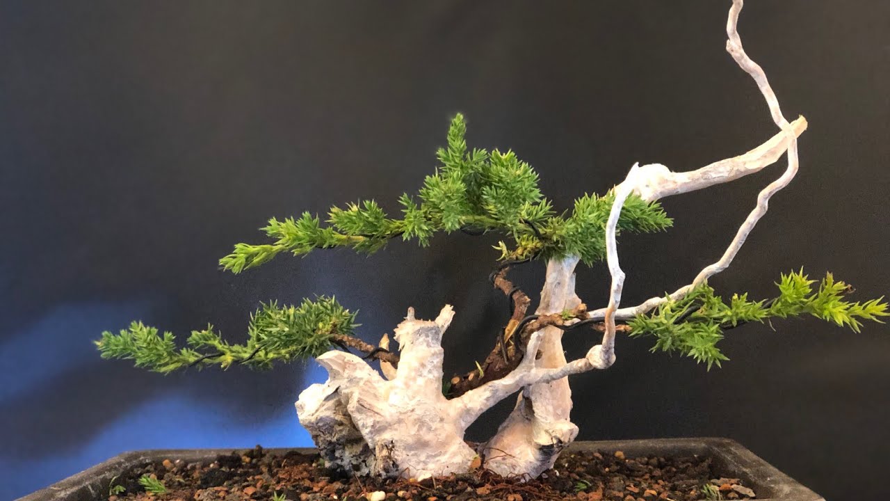 How to do a Juniper bonsai tanuki for 10 Euro. Have to watch