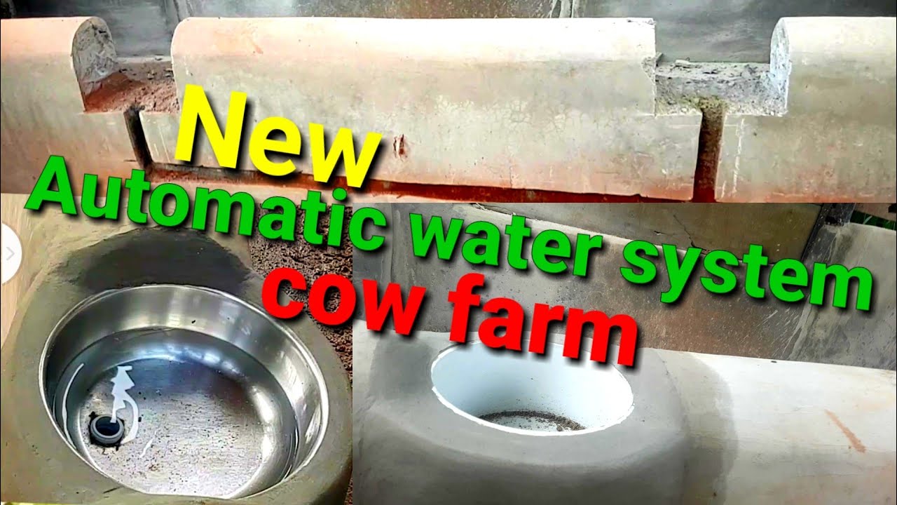 Automatic water system Cow farm/@Arjunsinghmodelmaker/WhatsApp  00919061706787