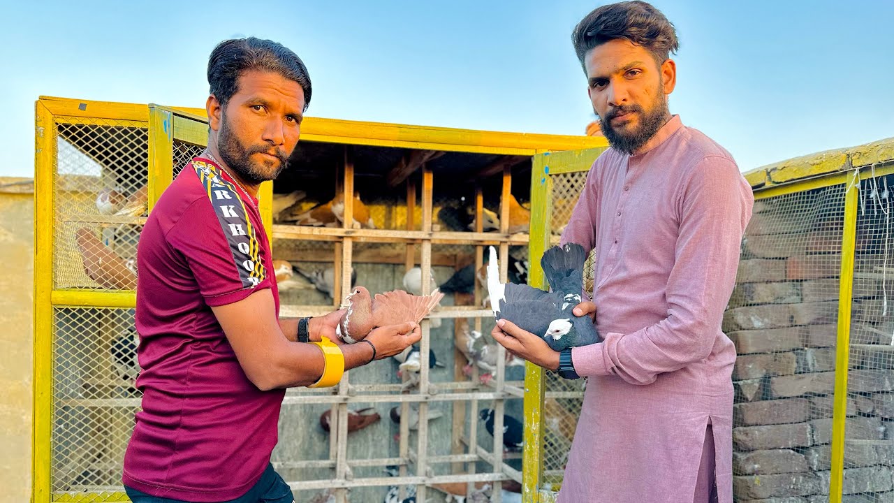 Aaj pigeons ki pori Dukan Khareed li 😍