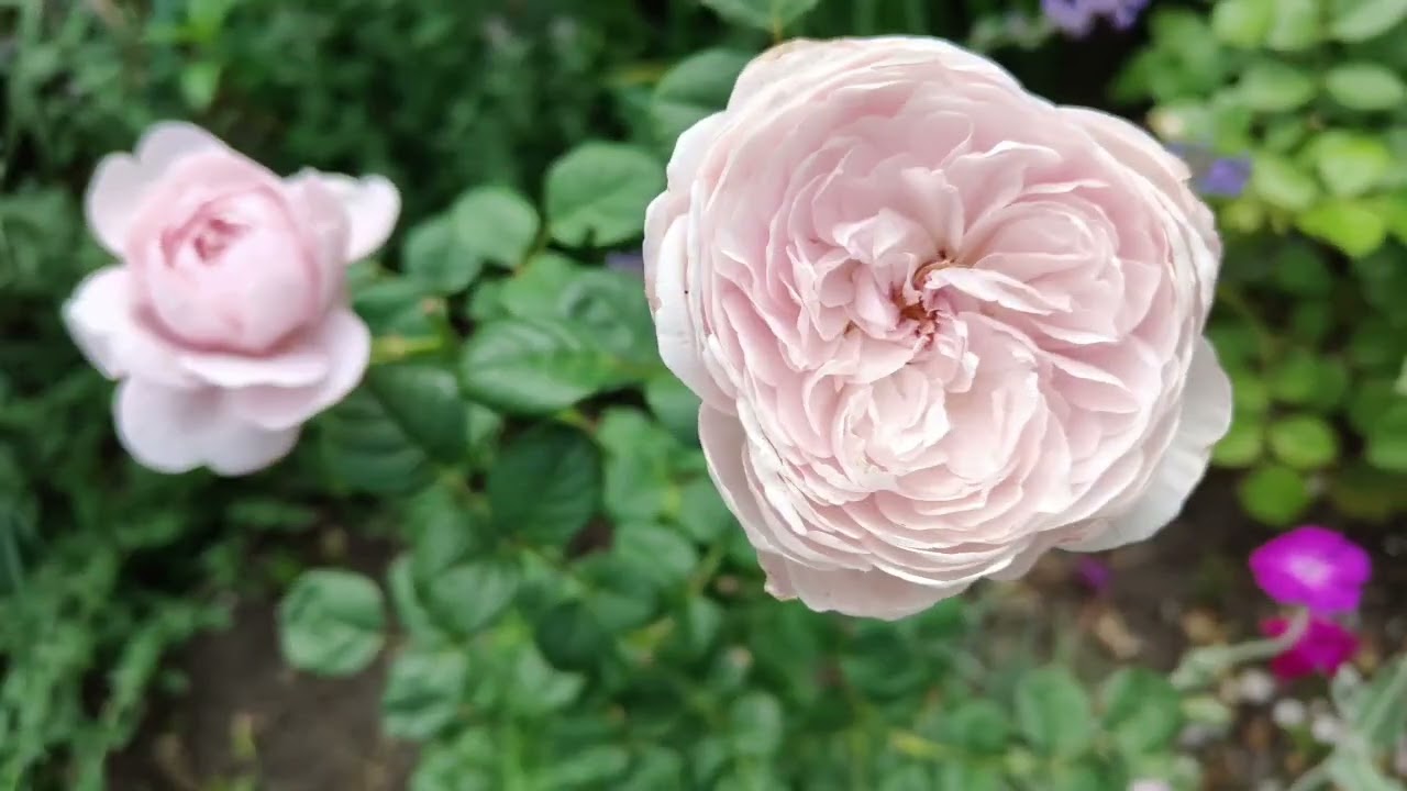 Ogród pełen róż 🌹🥀🌸