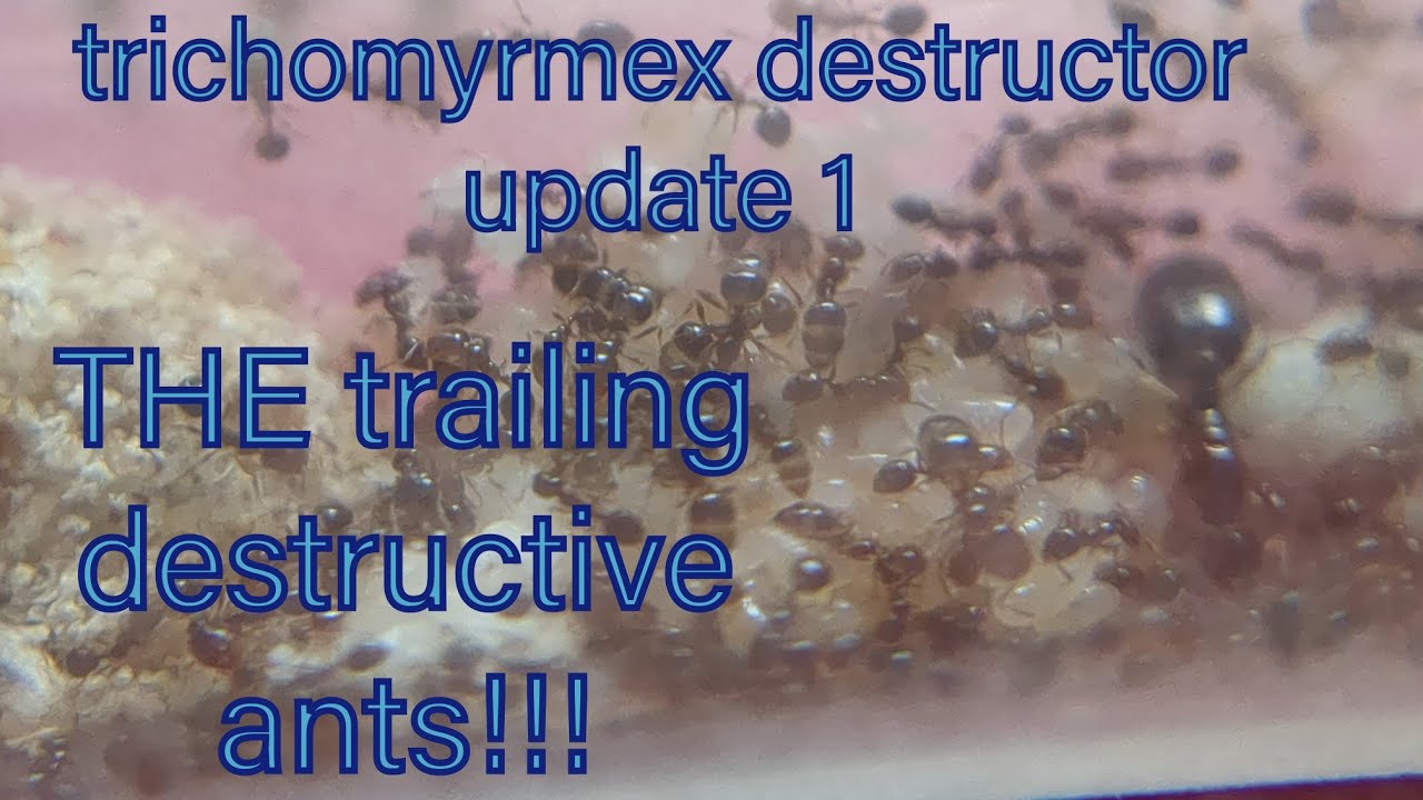 trichomyrmex destructor update 1: THE trailing destructive ants!!!