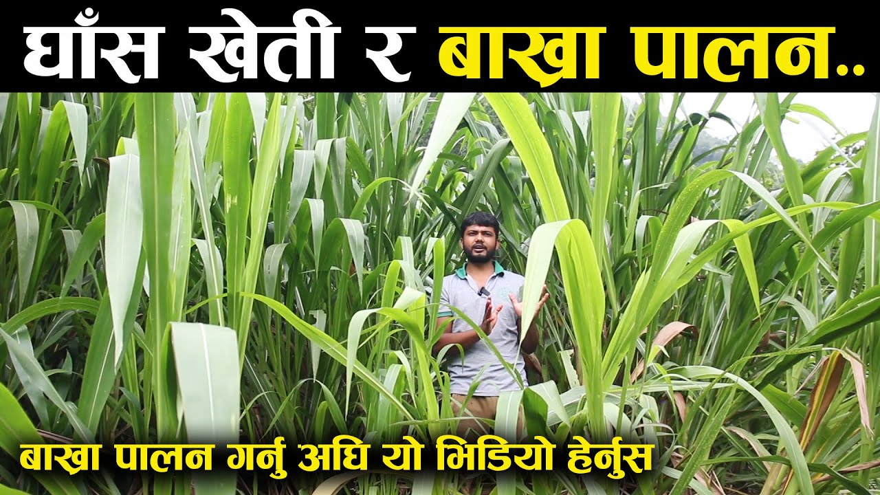 बाख्रा पालन गर्नु अघि घाँसको बारेमा थाहा पाउनै पर्ने कुराहरु - Grass farming and goat rearing