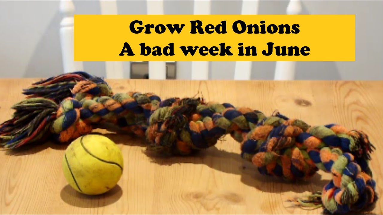 Grow Onions a bad week in June. Hottest June on record in the UK. Some redskins can't take it.