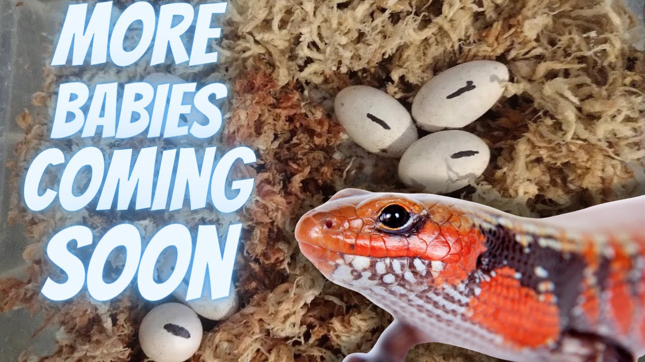 More baby fire skinks on the way Feb.2023