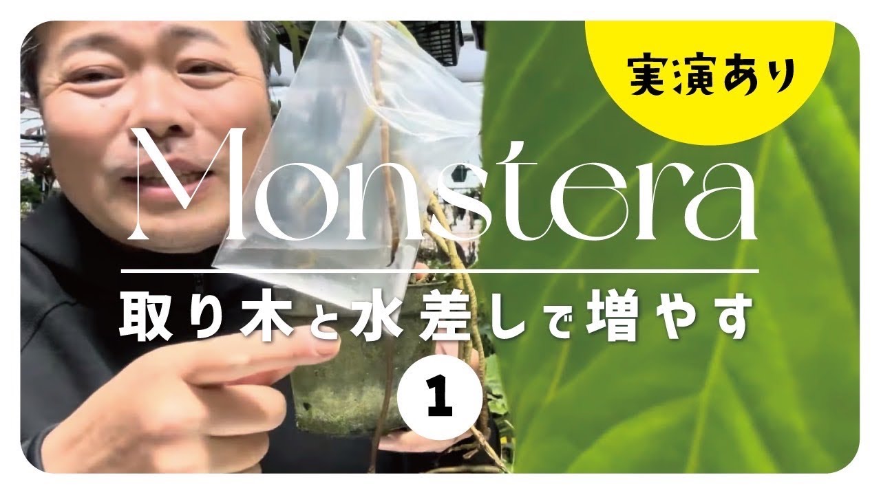 【園芸初心者必見】モンステラなど増やす方法！取木⁉️のやり方を解説