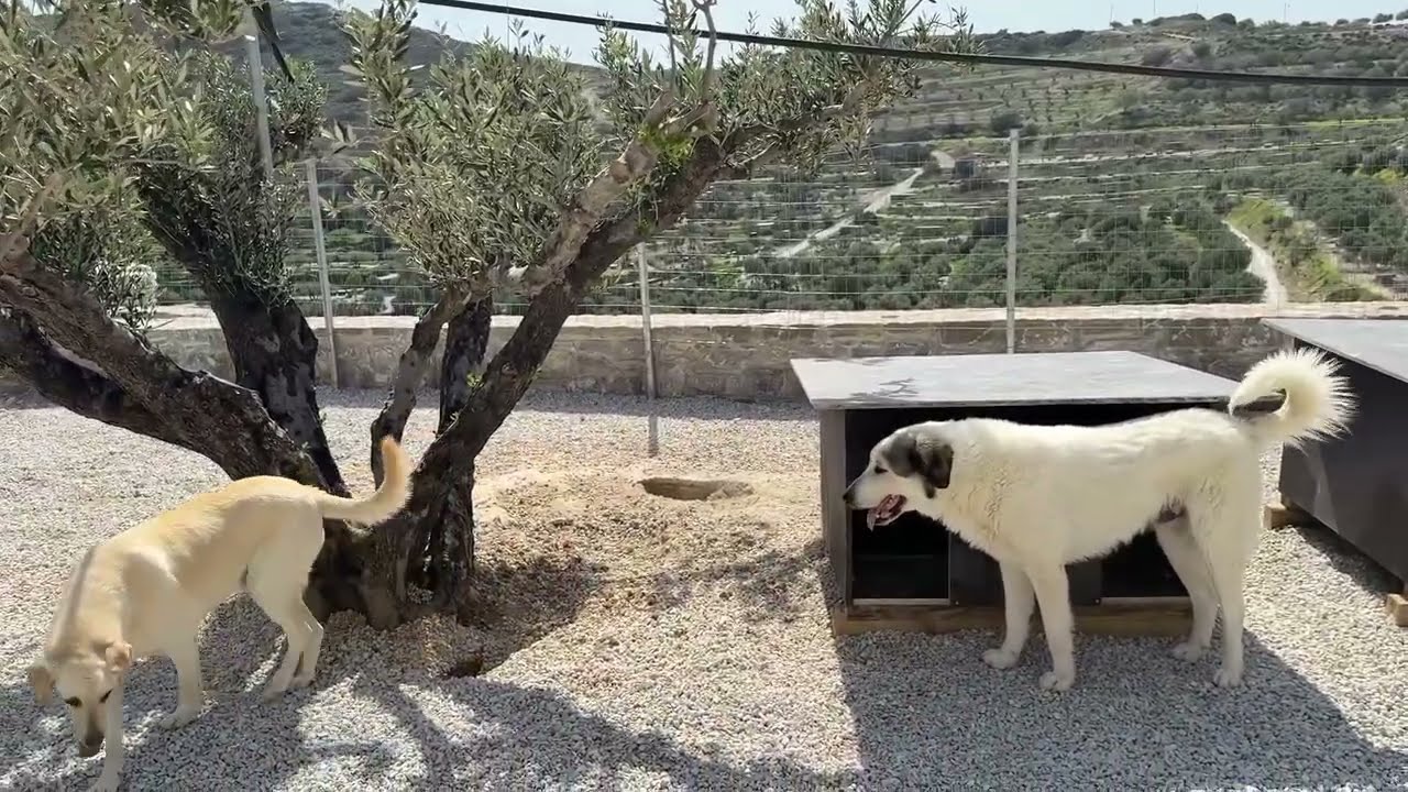Сноуи и Бо ищут дом 🐶 Две прекрасные души ждут любви - Приют Такис