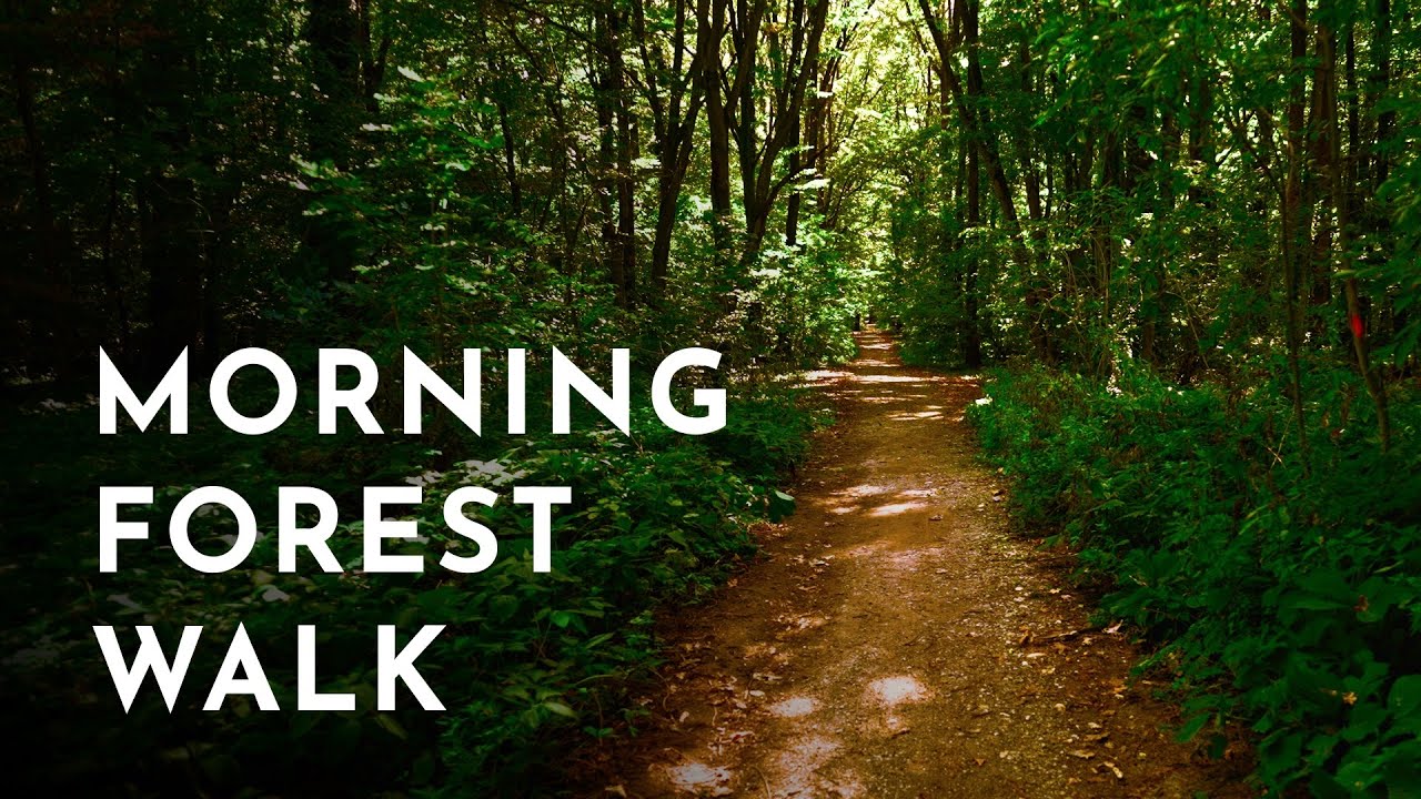 4K HDR | Morning walk in the forest, Băneasa Forest
