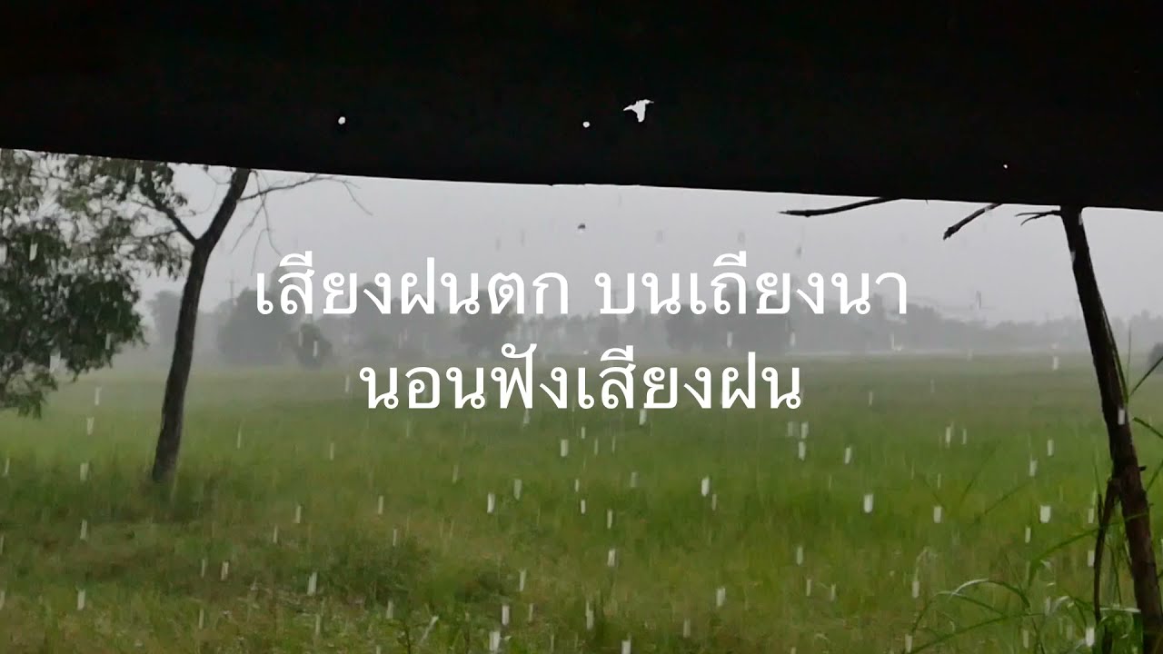 เสียงฝนตก บนเถียงนา นอนฟังเสียงฝน หลับสบาย