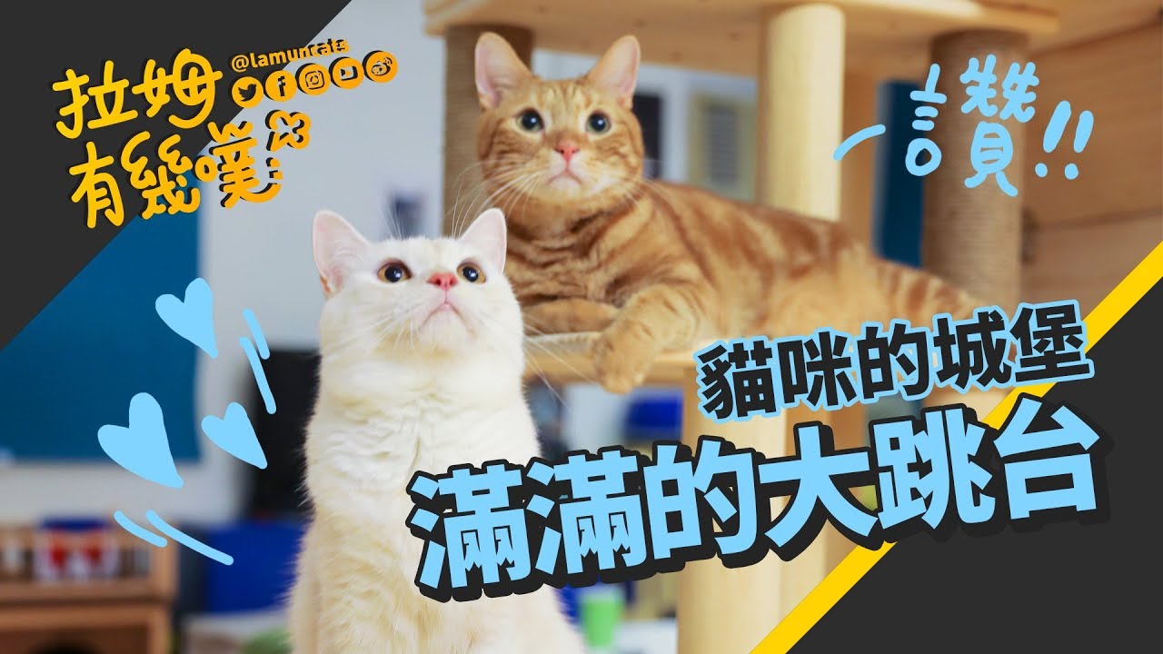 貓咪們的夢想！自己建造喜歡的貓跳台｜拉姆有幾噗 ☁