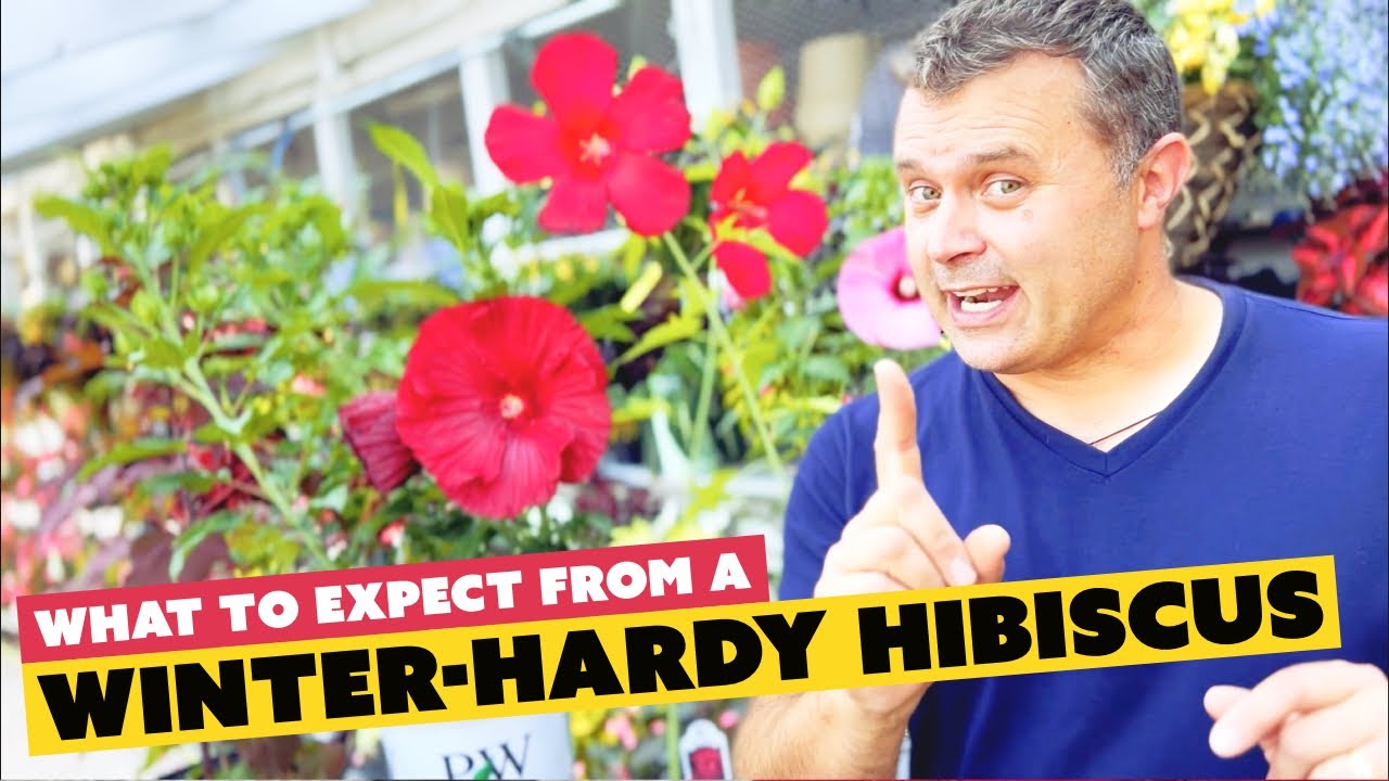 What to Expect from a Winter-Hardy Hibiscus - flowers, leaves, size, and shape