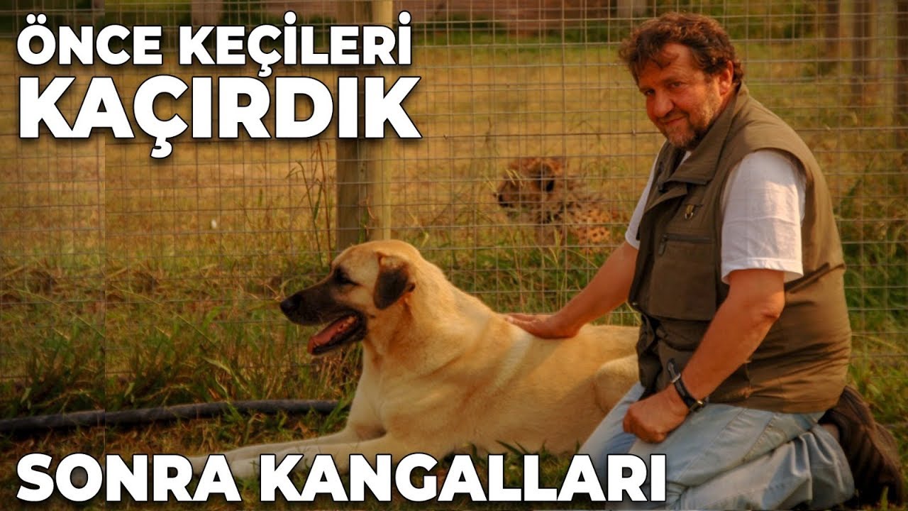 Önce Keçileri Kaçırdık, Sonra Kangalları - Coşkun Aral Anlatıyor