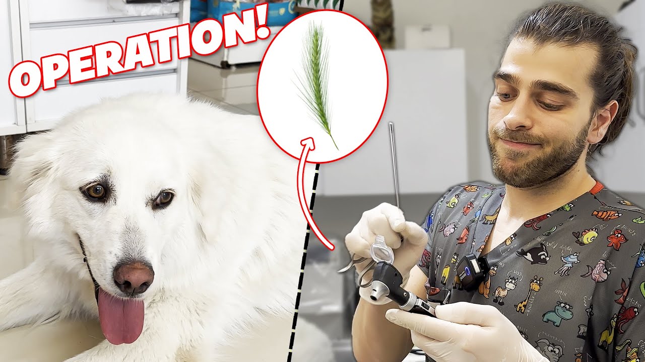 ГЛУБОКО В УХЕ! (Удаление «стенового ячменя» из уха собаки!)
