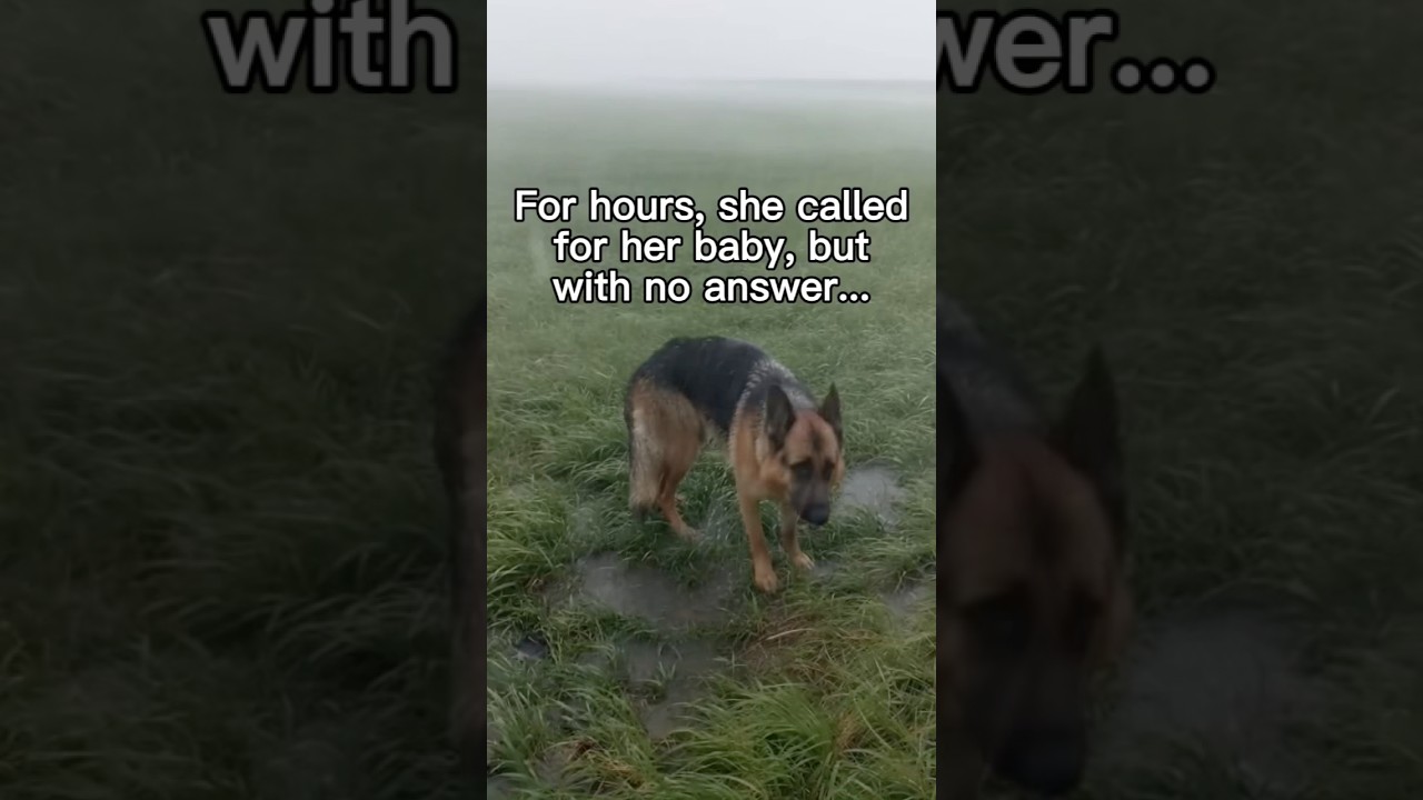 I never expected my first dog adoption to go like this&hellip;❤️ #wholesome #animals #animal #nature #dog