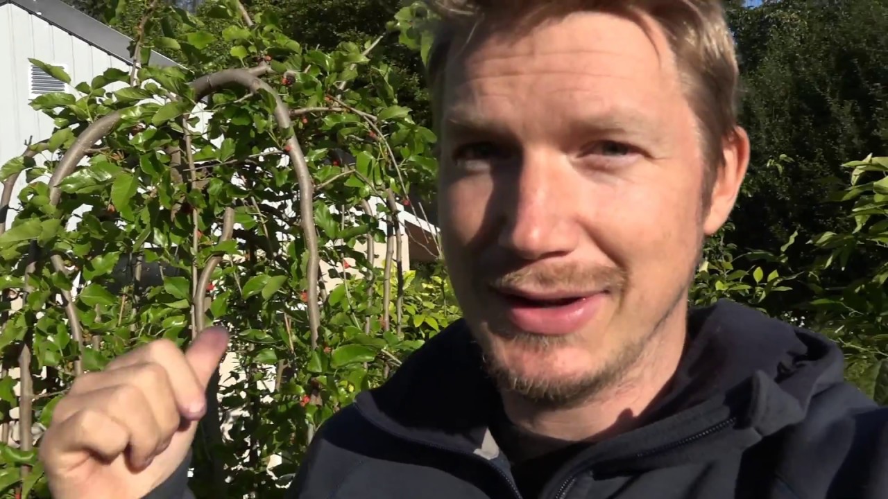 Växthus och Trädgård 2017 del 12 - MULLBÄR