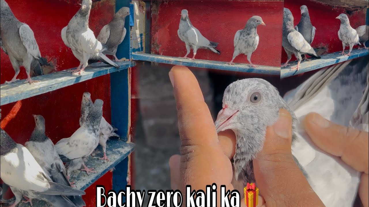 Zero Kali sh la kar 6 Kali k bachy 