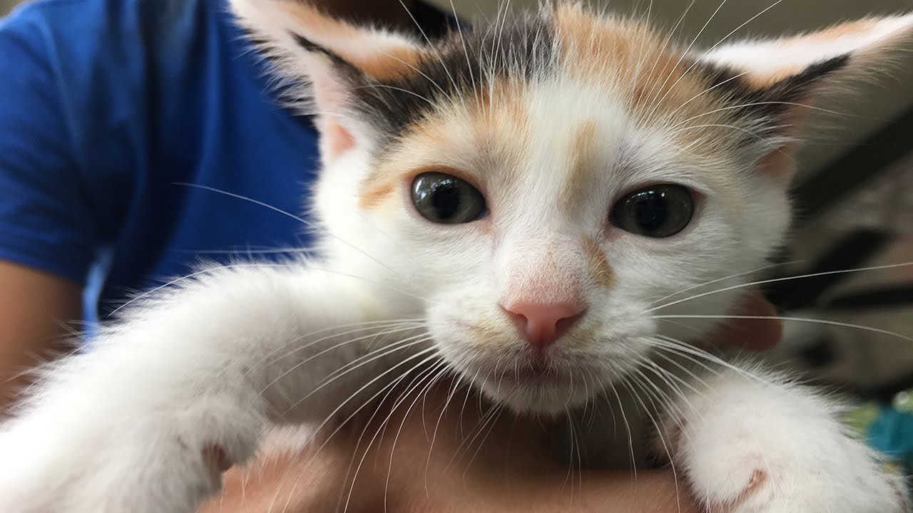 Kitten Party!!