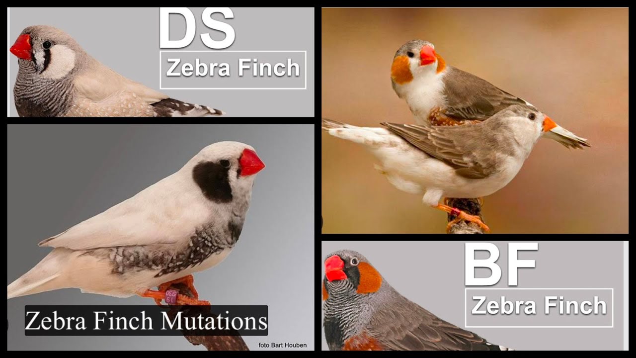 Zebra finch: Different mutations and how to breed them