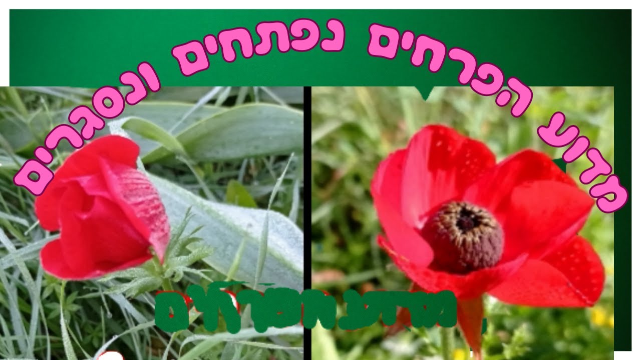 פרחים: מדוע נפתחים ביום נסגרים בלילה