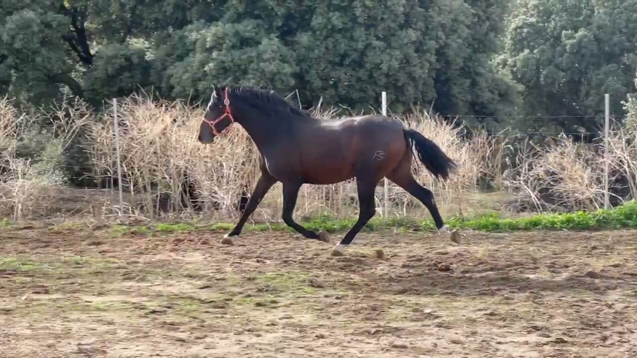 Vinatero FS (Cartuja XVIII - Norteño FS)