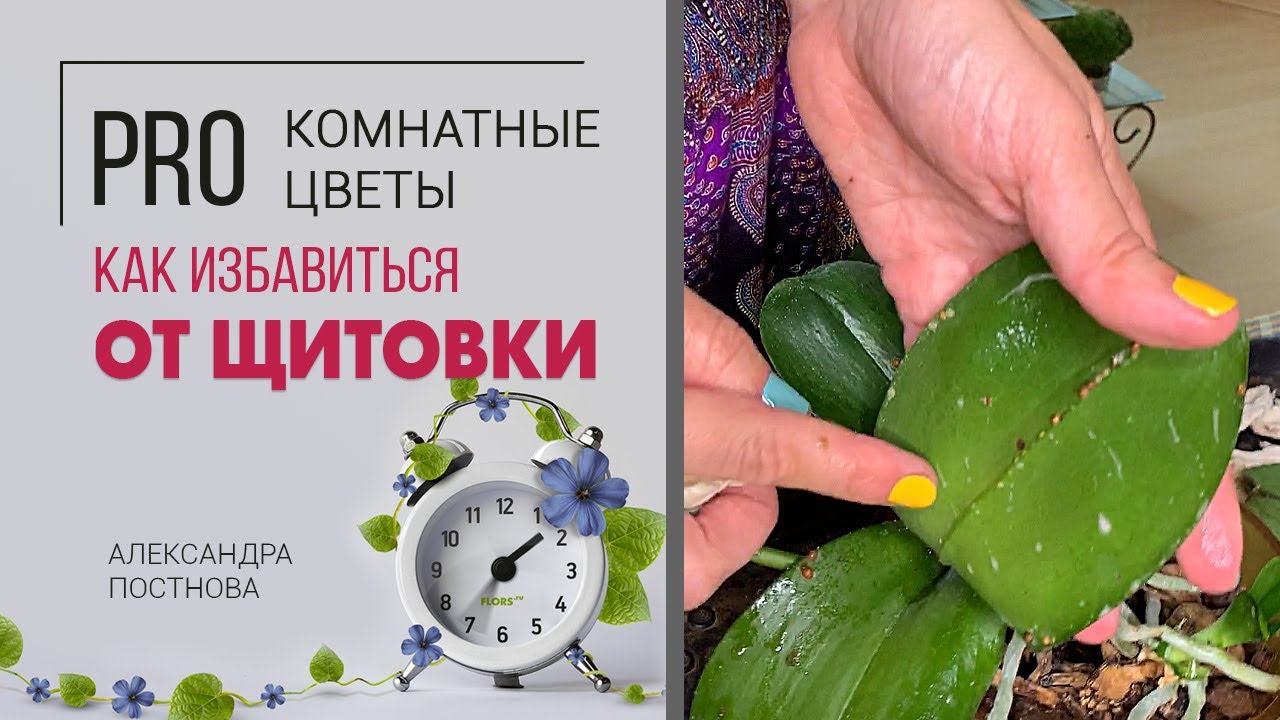 Щитовка: как выглядит, где прячется, как избавиться. Вредители растений. Спасаем фаленопсис.