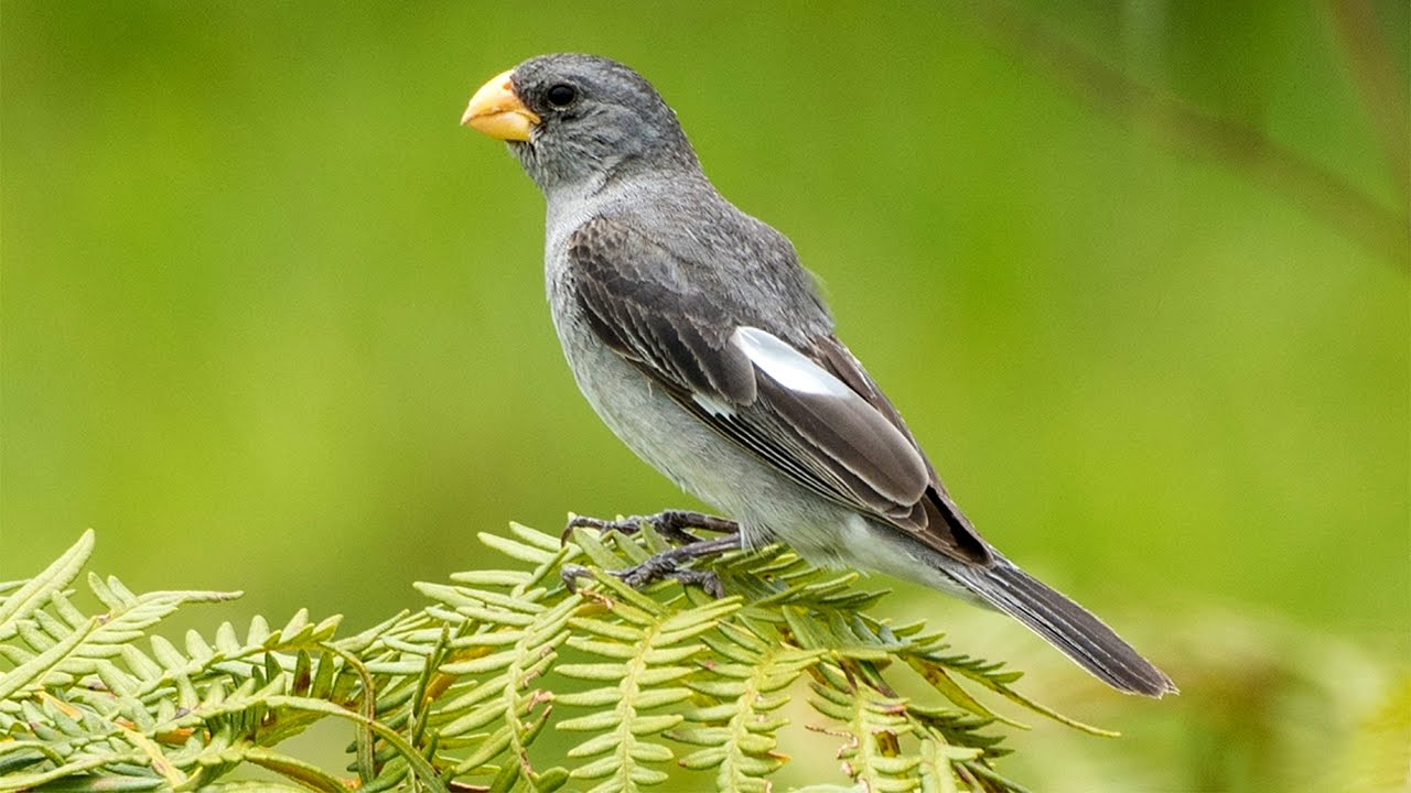 Picoplat Singing Weet & Caw Caw