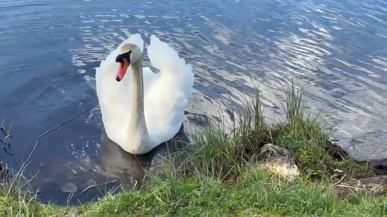 I am having a Happy time whith Swan and Ducks in Tveitevannet