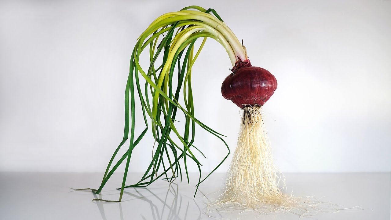 193 DAYS - I grew a monster onion by accident
