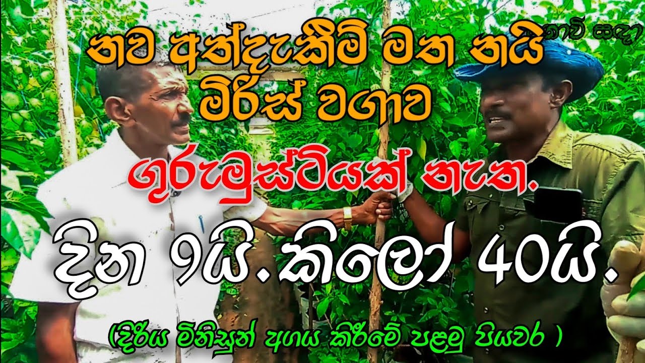 නව අත්දැකීම් මත නයි මිරිස් වගාව.දින 9න් 40kgයි. දිරිය මිනිසුන් අගය කිරීමු@govisadhaEpisode 14