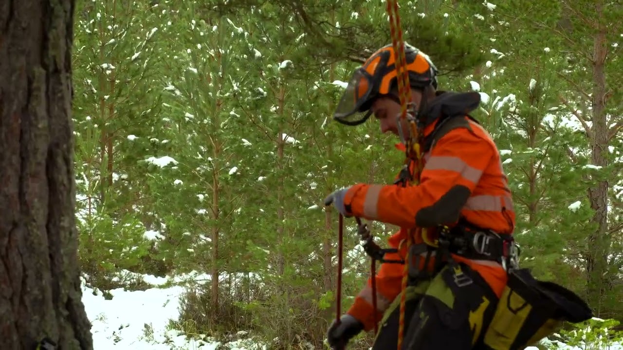 Collecting Scots pine cones in Cairngorms National Park | Forestry and Land Scotland