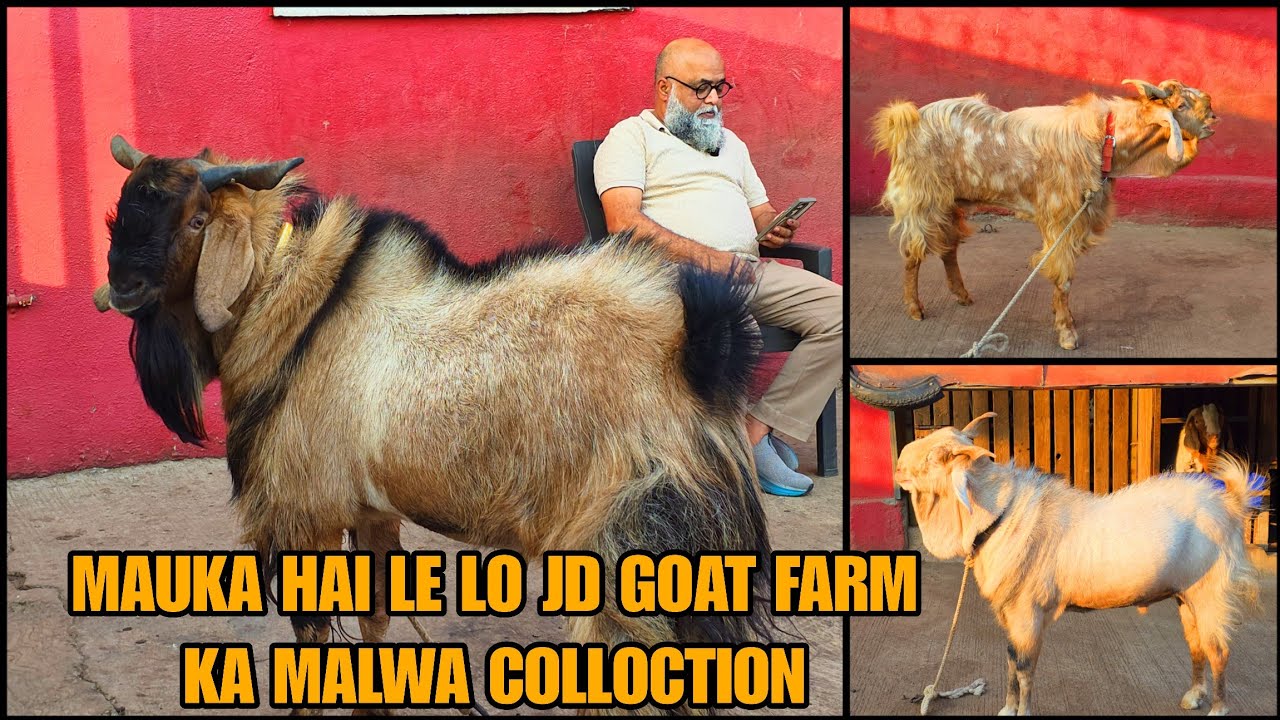 Mauka Hai Le Lo Jd Goat Farm K Super Quality K Malwa Collection Bhiwandi Padgha
