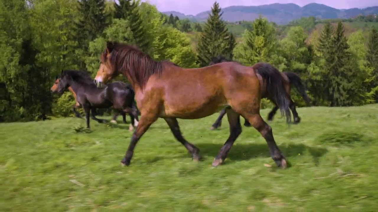 Estate Agency Commercial #1 - The Birch Hill (long English version) © Cosm'In Film Productions
