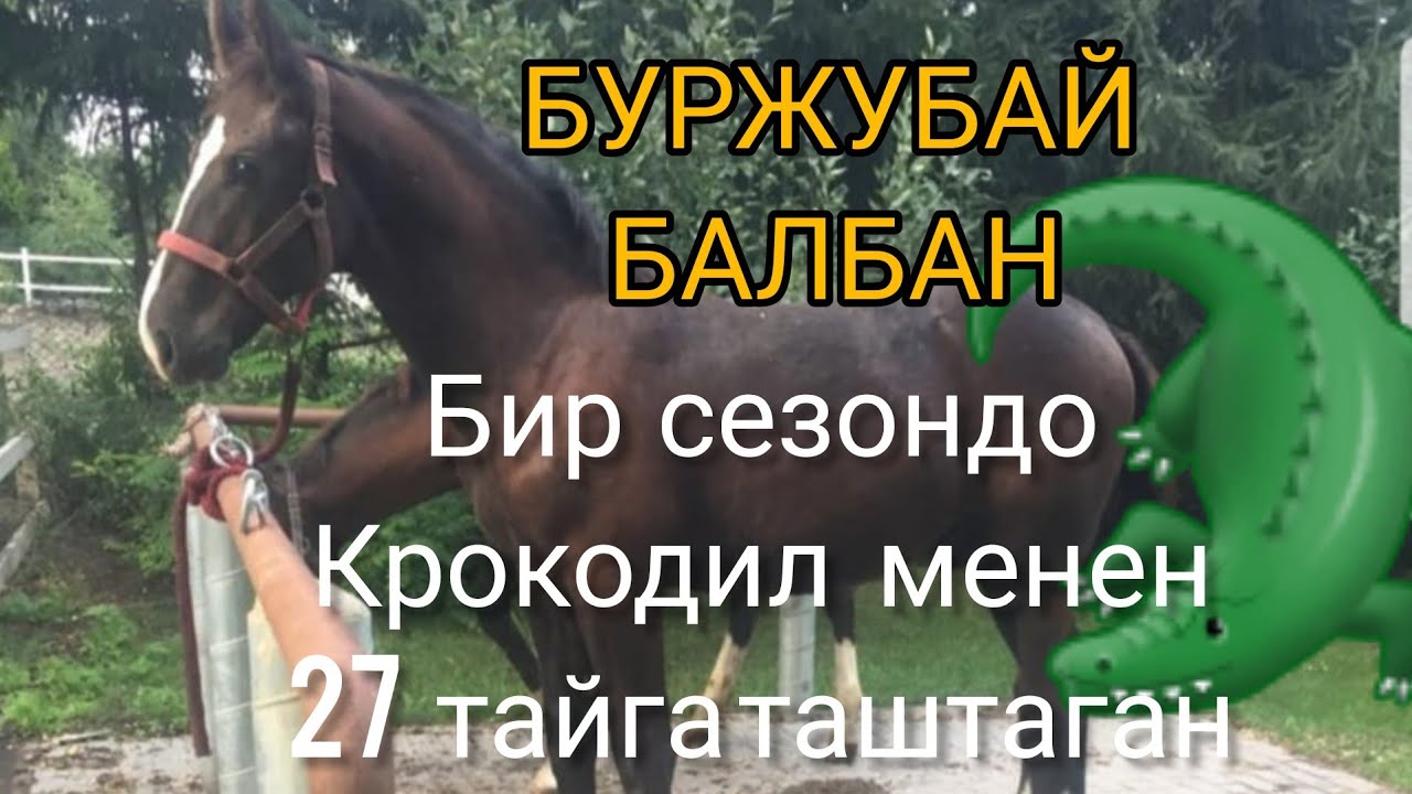 БУРЖУБАЙ БАЛБАН