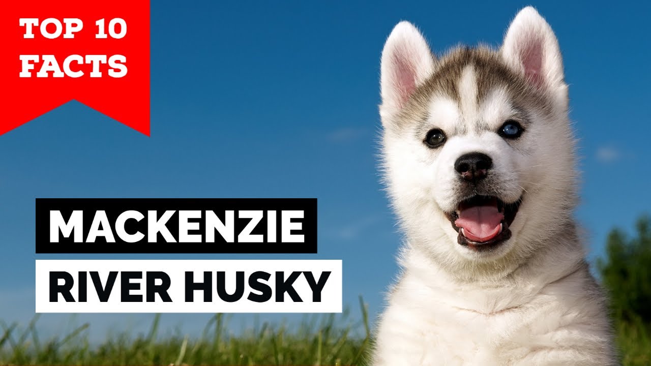 Mackenzie River Husky - Top 10 Facts
