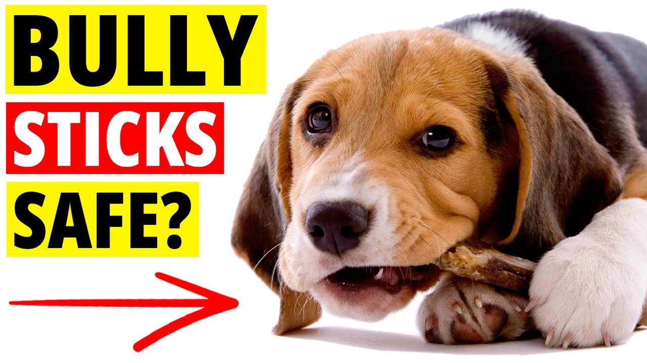 Bully Sticks — безопасны ли Bully Sticks для собак?
