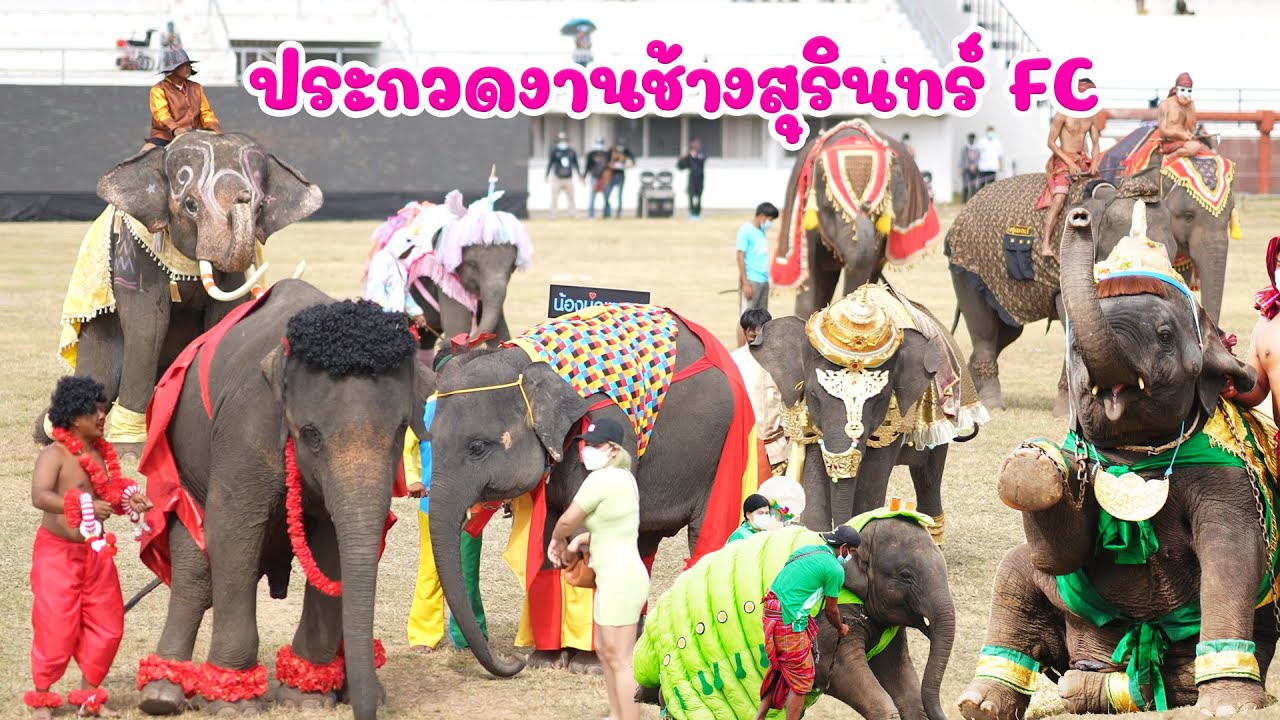 งานช้างสุรินทร์ปี 2564 ประกวดงานช้างสุรินทร์ Fc ปีที่ผ่านมา  รวมทุกเชือก วันแรก