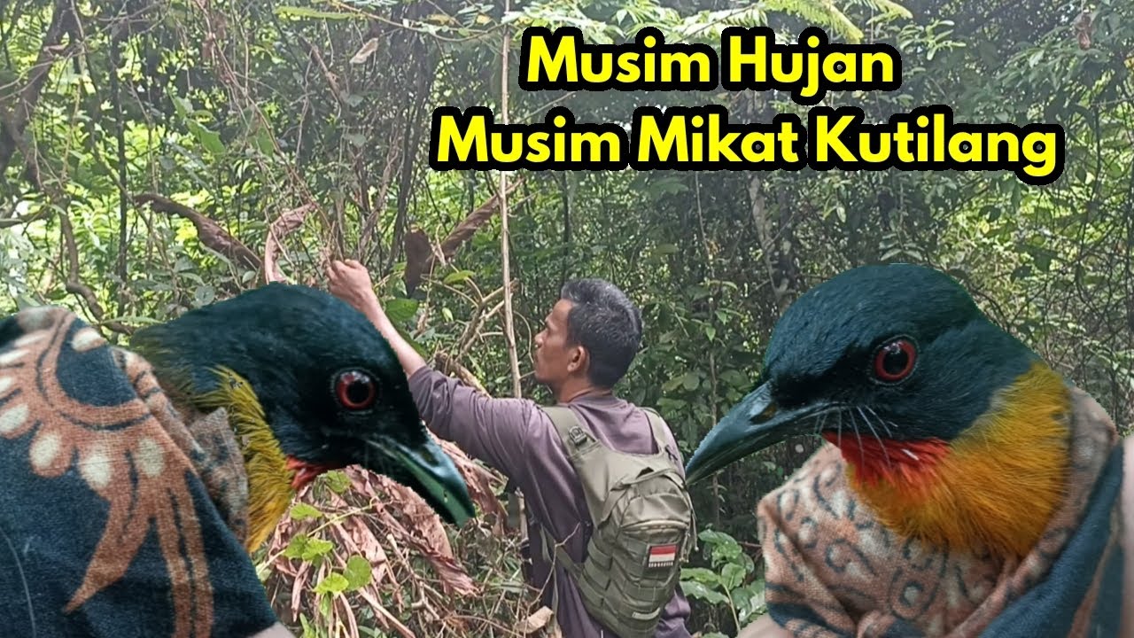 Meskipun kehujanan pertualangan tetap di lanjutkan untuk mencari keberadaan burung konin 