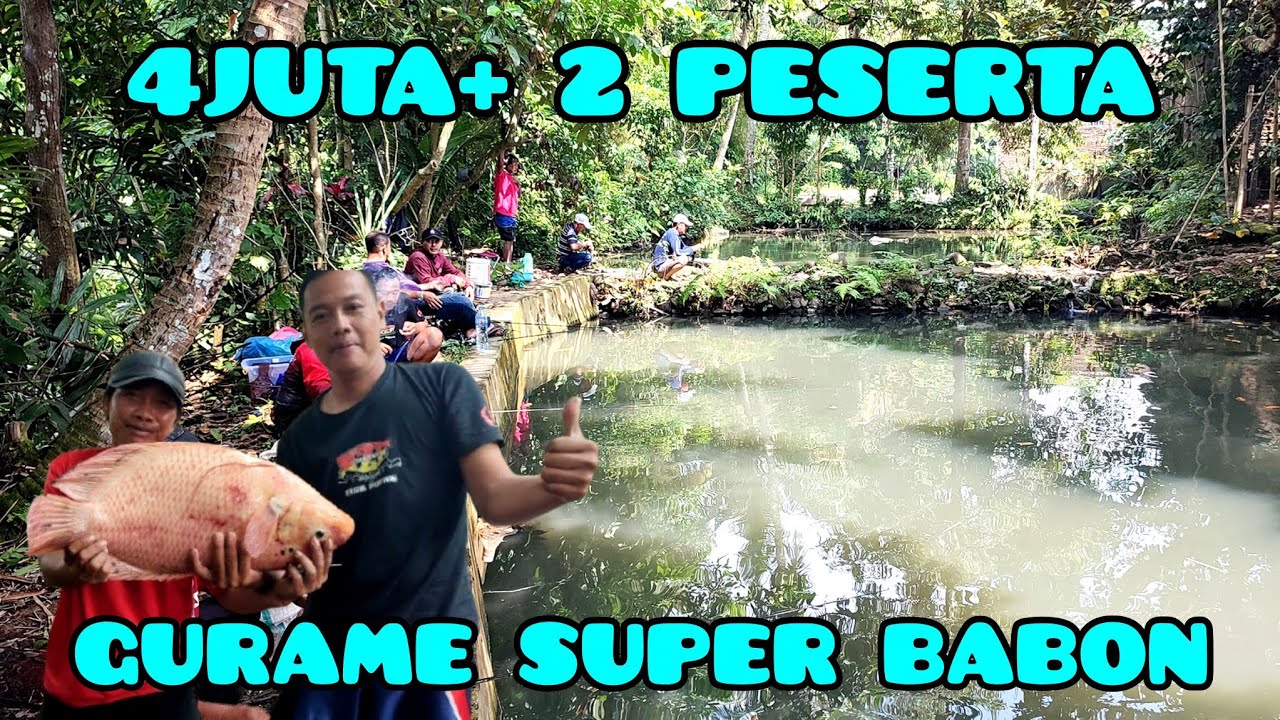 Nekat...‼️4 juta+ 2 peserta !! gurame super babon 6 kg sampe 8 kg