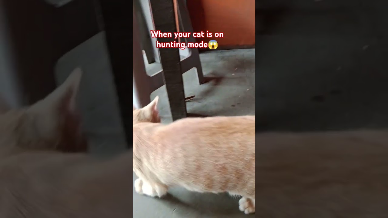 when your cat is on hunting mode 