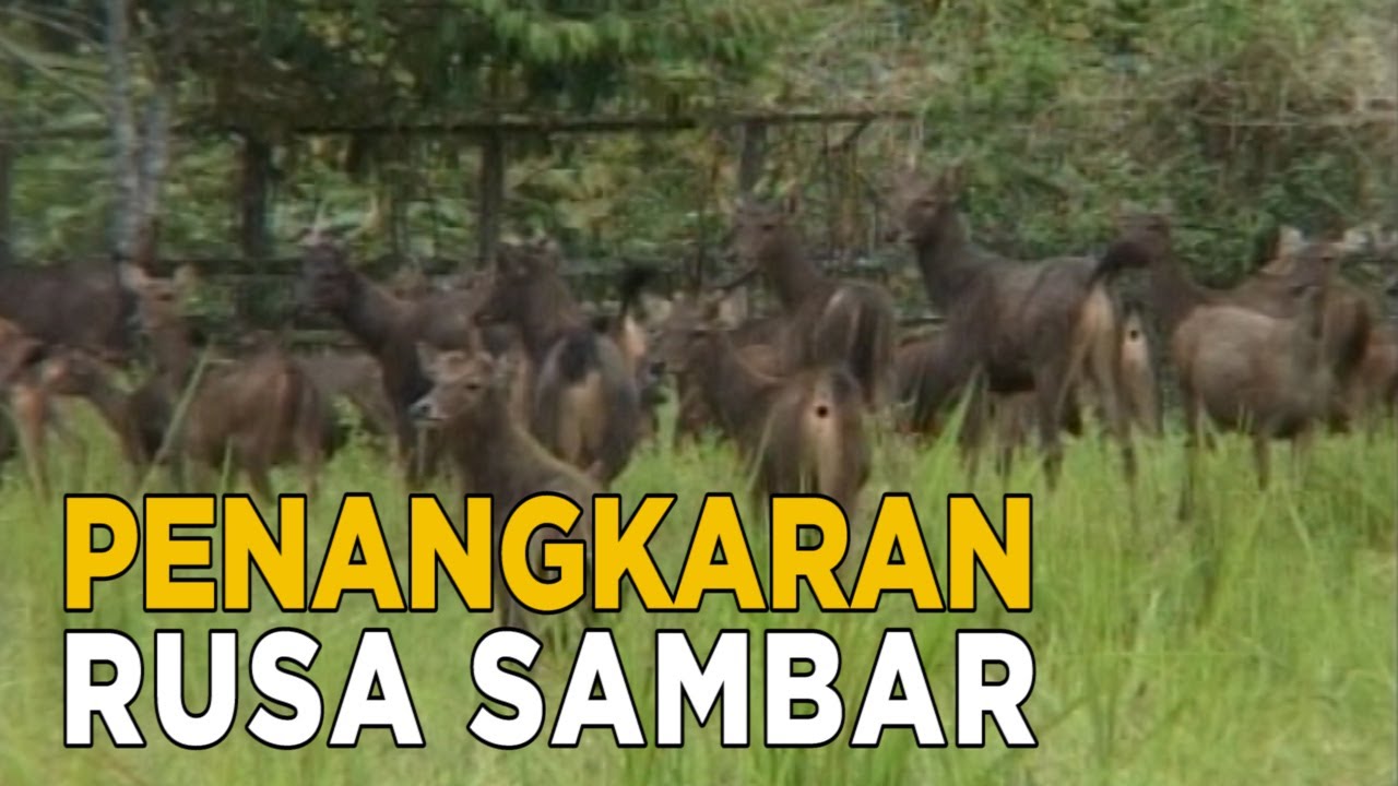Penangkaran rusa untuk menjaga tingkat populasi rusa sambar | SISI LAIN