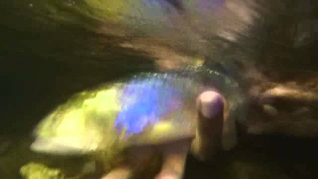 Catch and Release burmese trout by Joke Snapp