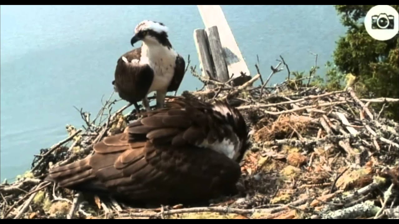 2015-06-27 In memory of the osprey 2015