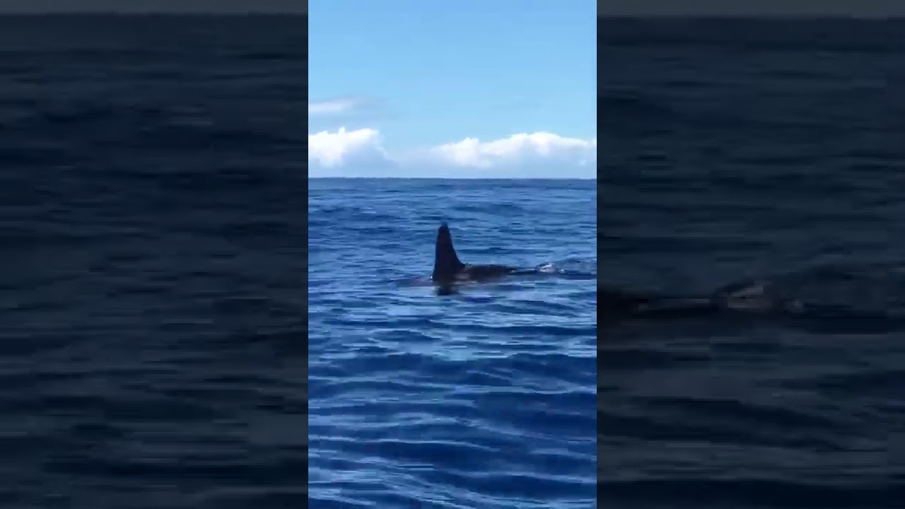 Un pesquero avista una manada de orcas en aguas palmeras