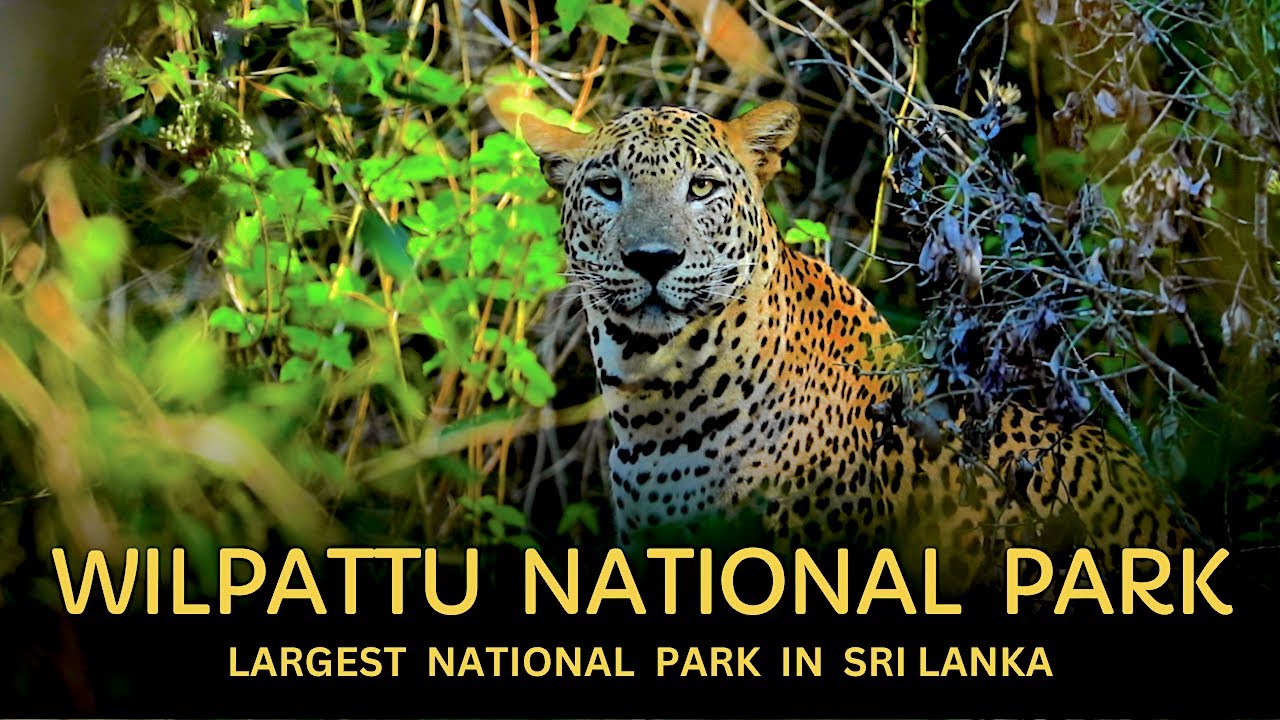 Wilpattu National Park | Sri Lanka