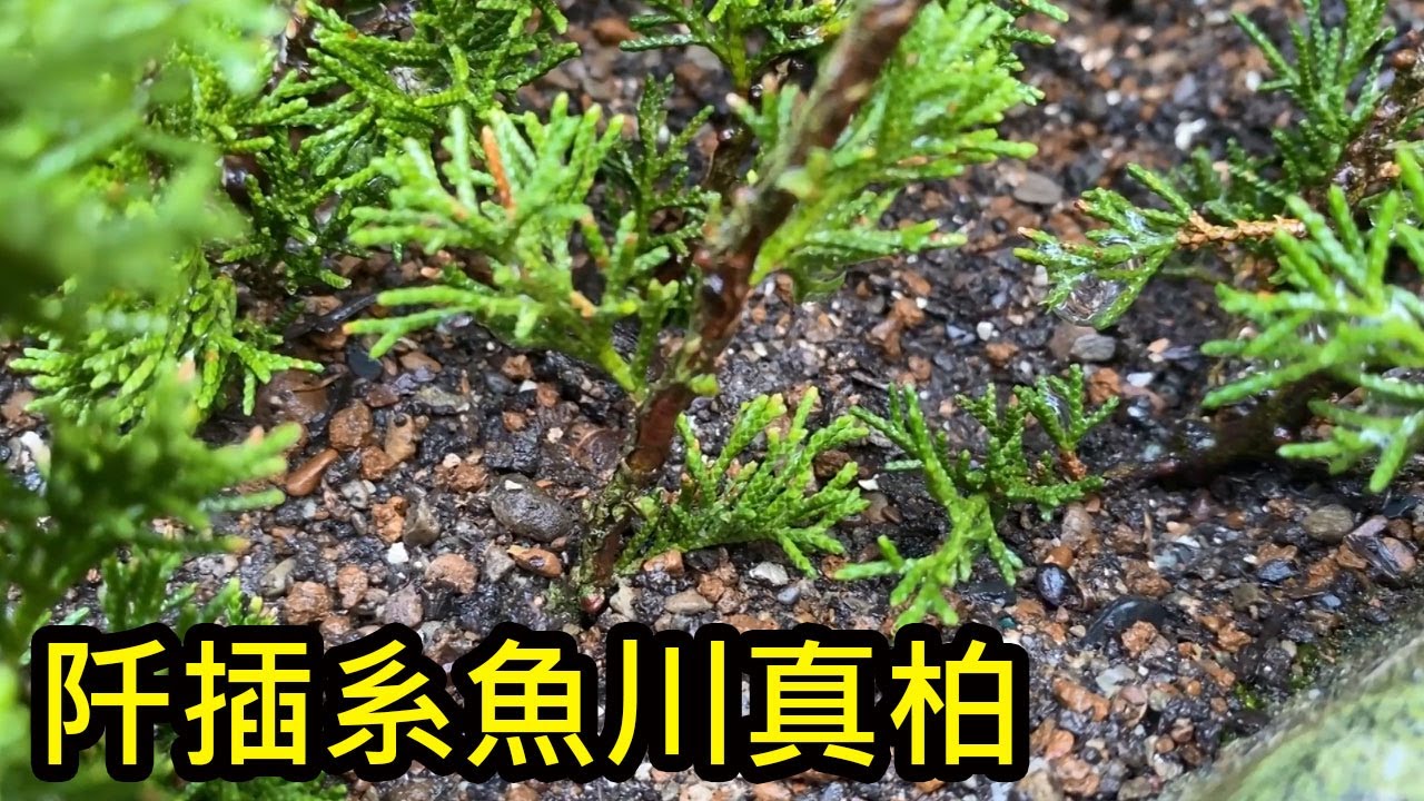 【盆栽日記】阡插系魚川真柏 Qiancha Japanese Itoigawa Shimpaku | 初心者的簡單盆栽