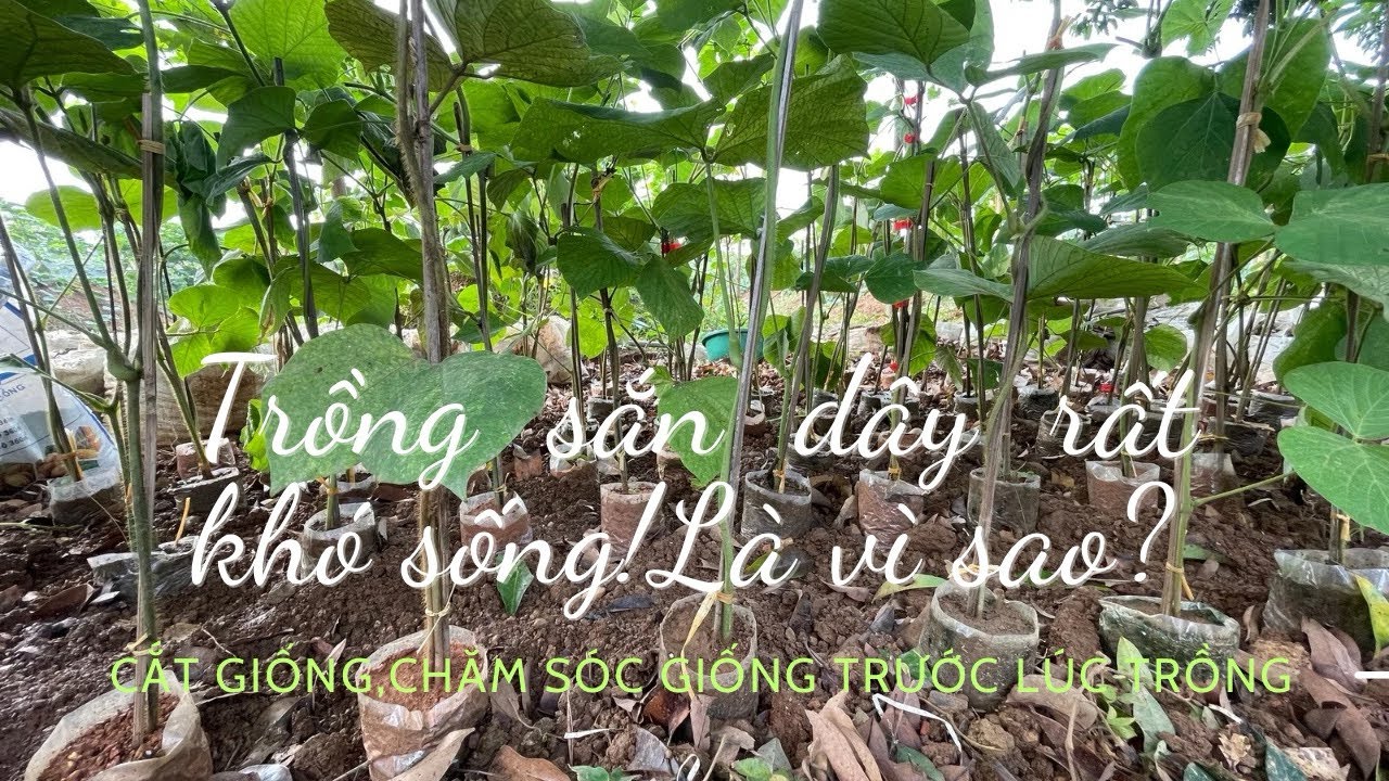 @Kỹ thuật trồng sắn dây luôn sống.Cắt giống và chăm sóc giống trước lúc trồng