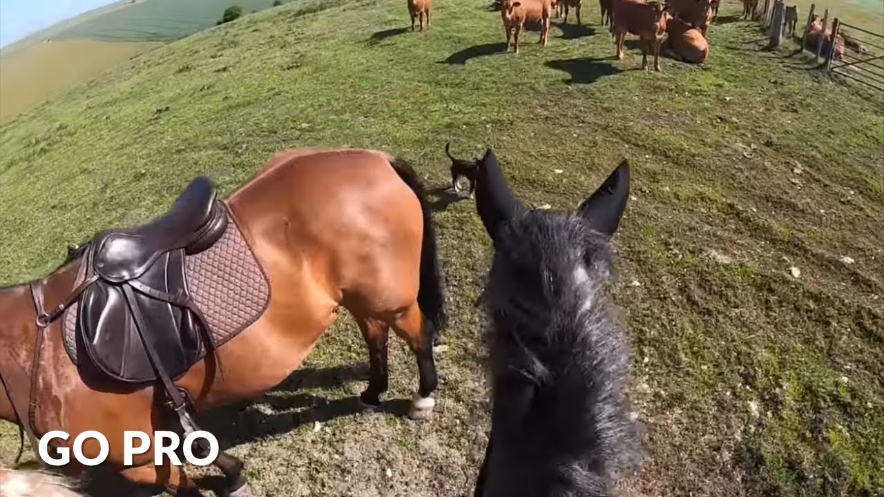 so many COWS!!🐮 | GOPRO | equinemollie