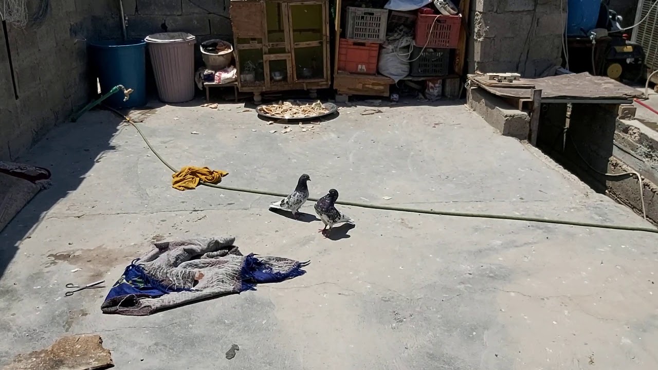 الوقايه خير من العلاج طيور محمد الراوي
